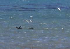 Aechmophorus occidentalis