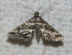 Diasemiopsis ramburialis