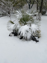 Trachycarpus fortunei