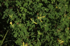 Chamaecytisus supinus