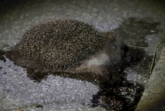 Erinaceus roumanicus
