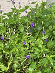 Stachytarpheta frantzii