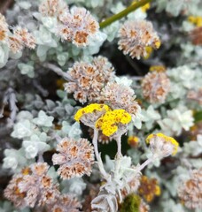 Helichrysum marifolium