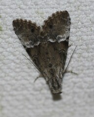 Alophosoma emmelopis