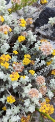 Helichrysum marifolium