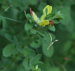 Chamaecytisus supinus