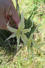 Gladiolus undulatus