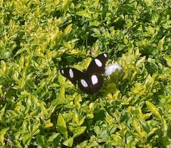 Hypolimnas misippus