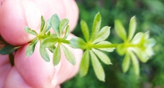 Galium mollugo