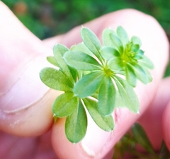 Galium mollugo
