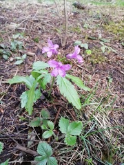 Cardamine glanduligera