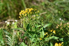 Jacobaea litvinovii