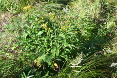 Jacobaea litvinovii