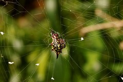 Gasteracantha fornicata