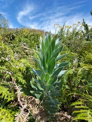 Leucadendron argenteum