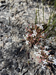 Stylidium pulchellum