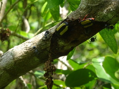 Chondrorrhina specularis