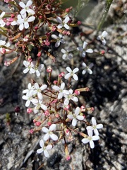 Stylidium pulchellum