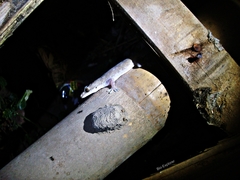 Hemidactylus frenatus