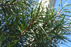 Salix schwerinii