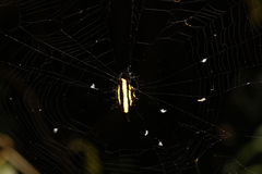 Gasteracantha fornicata