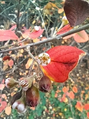 Cotoneaster zabelii