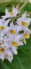 Solanum paniculatum