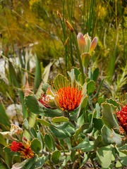Leucospermum mundii