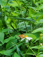 Iambrix salsala salsala