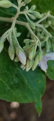 Solanum paniculatum