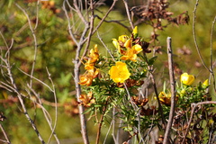 Hypericum lanceolatum angustifolium