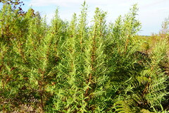 Hypericum lanceolatum angustifolium