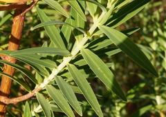 Hypericum lanceolatum angustifolium
