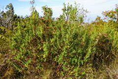 Hypericum lanceolatum angustifolium