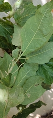Solanum paniculatum