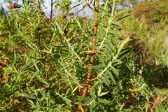 Hypericum lanceolatum angustifolium