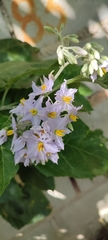 Solanum paniculatum