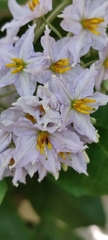 Solanum paniculatum