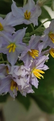Solanum paniculatum