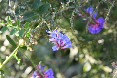 Vicia amurensis