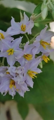 Solanum paniculatum