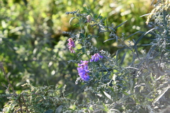 Vicia amurensis