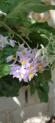 Solanum paniculatum