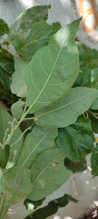 Solanum paniculatum