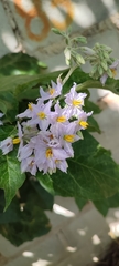 Solanum paniculatum