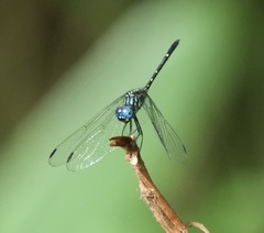 Dythemis nigra