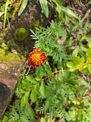 Tagetes