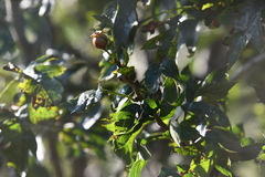 Crataegus pinnatifida