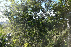 Crataegus pinnatifida