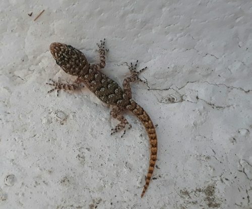 Kotschy's Gecko, photo 8 of 10